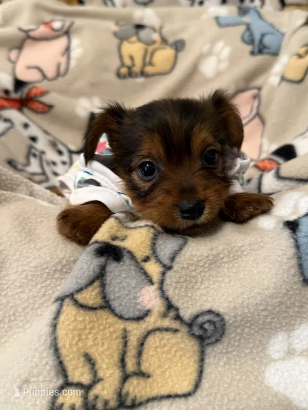 SUNNY – Yorkshire Terrier puppy for sale in Orlando, FL