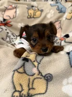 SUNNY, a male Yorkshire Terrier for sale in Orlando, FL – 1 of 5