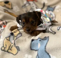SUNNY, a male Yorkshire Terrier for sale in Orlando, FL – 2 of 5