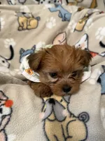 TEDDY, a male Yorkshire Terrier for sale in Orlando, FL – 3 of 5
