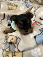 SKY, a male Yorkshire Terrier for sale in Orlando, FL – 1 of 5