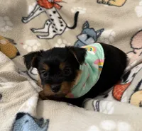SKY, a male Yorkshire Terrier for sale in Orlando, FL – 5 of 5