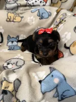 JASMINE, a female Yorkshire Terrier for sale in Orlando, FL – 2 of 5