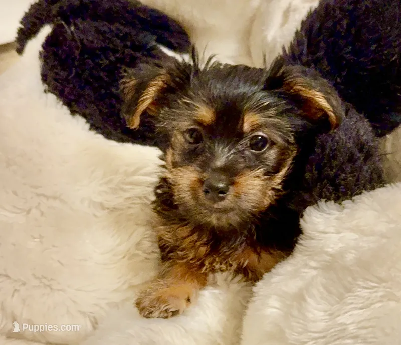 JASMINE – Yorkshire Terrier puppy for sale in Orlando, FL