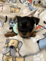SKY, a male Yorkshire Terrier for sale in Orlando, FL – 2 of 5