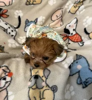 TEDDY, a male Yorkshire Terrier for sale in Orlando, FL – 5 of 5
