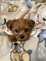 TEDDY, a male Yorkshire Terrier for sale in Orlando, FL – 4 of 5