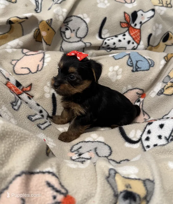 JASMINE – Yorkshire Terrier puppy for sale in Orlando, FL
