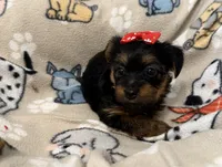 JASMINE, a female Yorkshire Terrier for sale in Orlando, FL – 4 of 5