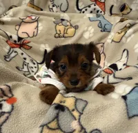 SUNNY, a male Yorkshire Terrier for sale in Orlando, FL – 4 of 5