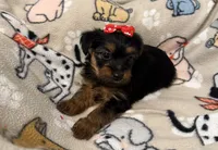 JASMINE, a female Yorkshire Terrier for sale in Orlando, FL – 3 of 5