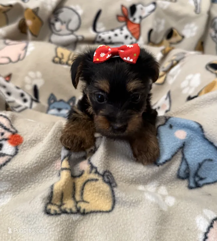 JASMINE – Yorkshire Terrier puppy for sale in Orlando, FL
