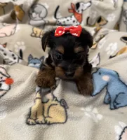 JASMINE, a female Yorkshire Terrier for sale in Orlando, FL – 1 of 5