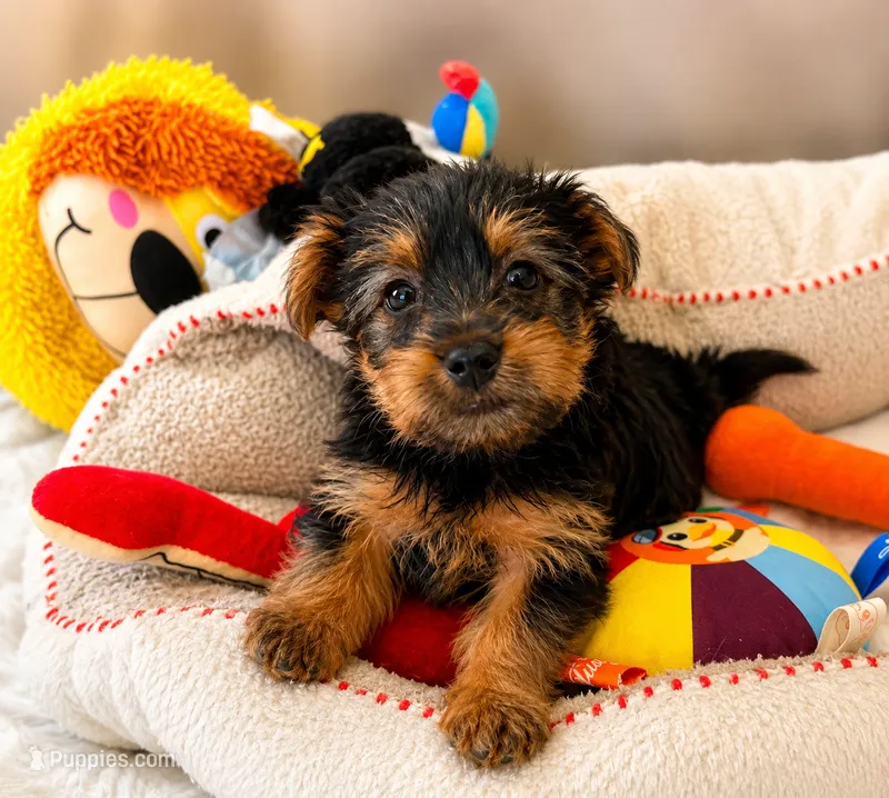 JASMINE – Yorkshire Terrier puppy for sale in Orlando, FL