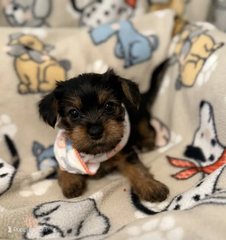 COTTON – Yorkshire Terrier puppy for sale in Orlando, FL