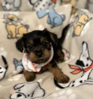 COTTON, a male Yorkshire Terrier for sale in Orlando, FL – 1 of 5