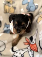 COTTON, a male Yorkshire Terrier for sale in Orlando, FL – 4 of 5