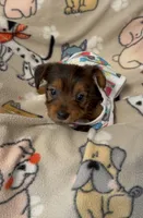 SUNNY, a male Yorkshire Terrier for sale in Orlando, FL – 3 of 5