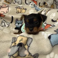 SKY, a male Yorkshire Terrier for sale in Orlando, FL – 3 of 5