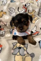 COTTON, a male Yorkshire Terrier for sale in Orlando, FL – 3 of 5
