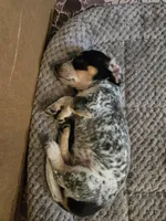 Speckles, a female Miniature Dachshund for sale in Stevensville, MD – 5 of 5
