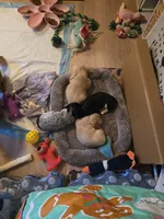 Speckles, a female Miniature Dachshund for sale in Stevensville, MD – 4 of 5