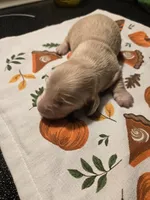 Cody, a male Miniature Dachshund for sale in Stevensville, MD – 6 of 7
