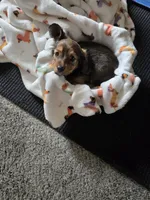 Waffles, a female Miniature Dachshund for sale in Stevensville, MD – Photo 2 of 6