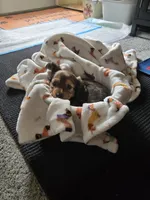 Waffles, a female Miniature Dachshund for sale in Stevensville, MD – Photo 5 of 6