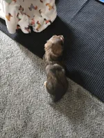 Waffles, a female Miniature Dachshund for sale in Stevensville, MD – Photo 4 of 6