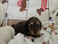 Waffles, a female Miniature Dachshund for sale in Stevensville, MD – Photo 6 of 6