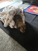 Waffles, a female Miniature Dachshund for sale in Stevensville, MD – Photo 1 of 6