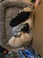 Speckles, a female Miniature Dachshund for sale in Stevensville, MD – 2 of 5
