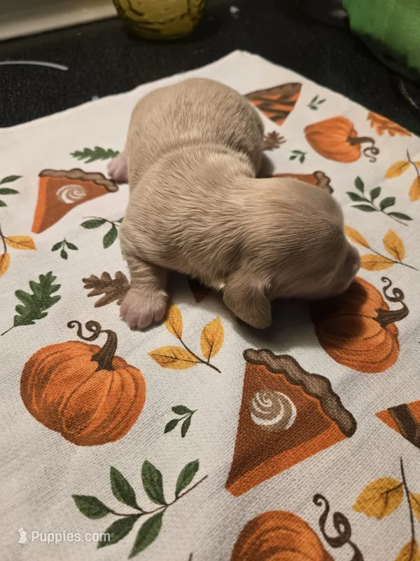Cody – Miniature Dachshund puppy for sale in Stevensville, MD