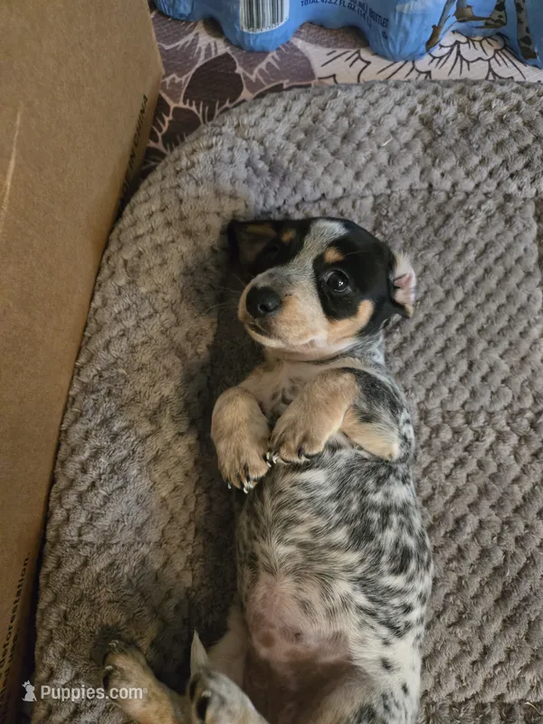 Speckles – Miniature Dachshund puppy for sale in Stevensville, MD
