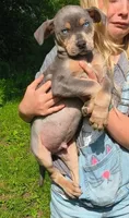 Moose, a male Catahoula Leopard Dog for sale in Meredosia, IL – 2 of 6