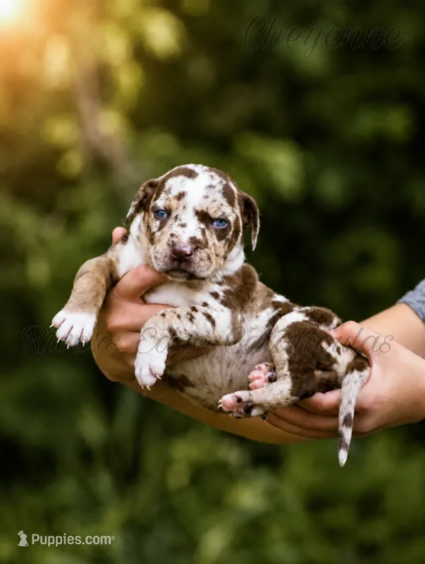 Cheyenne  – Catahoula Leopard Dog puppy for sale in Meredosia, IL
