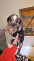 Cash, a male Catahoula Leopard Dog for sale in Meredosia, IL – 2 of 5