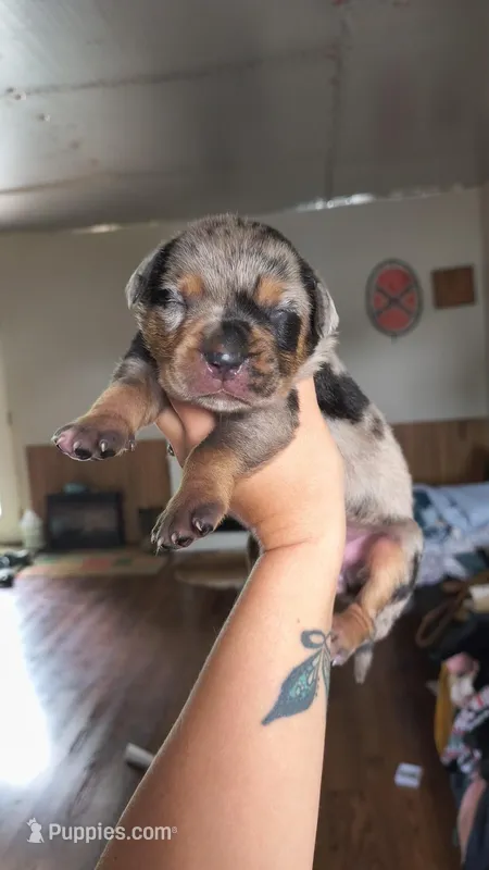 Nyx – Catahoula Leopard Dog puppy for sale in Meredosia, IL