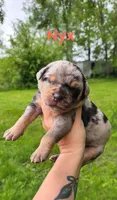 Nyx, a female Catahoula Leopard Dog for sale in Meredosia, IL – Photo 2 of 3