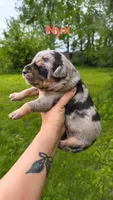 Nyx, a female Catahoula Leopard Dog for sale in Meredosia, IL – Photo 3 of 3