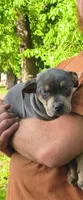 Moose, a male Catahoula Leopard Dog for sale in Meredosia, IL – 4 of 6