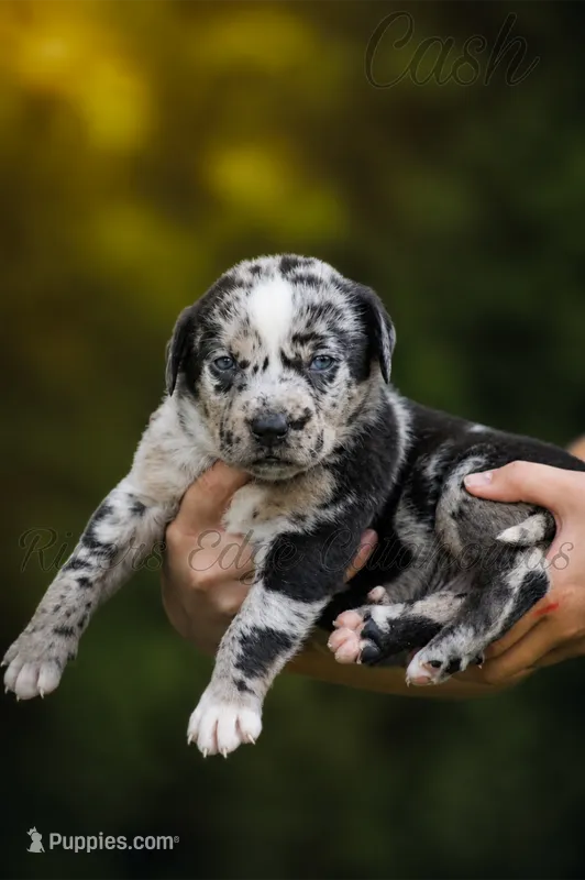 Cash – Catahoula Leopard Dog puppy for sale in Meredosia, IL