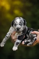 Cash, a male Catahoula Leopard Dog for sale in Meredosia, IL – 1 of 5