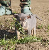 Moose, a male Catahoula Leopard Dog for sale in Meredosia, IL – 5 of 6