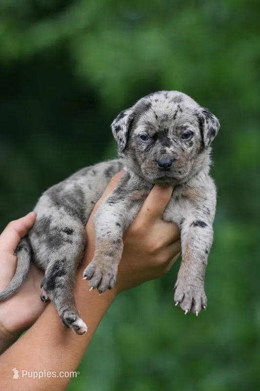 Wolf – Catahoula Leopard Dog puppy for sale in Meredosia, IL