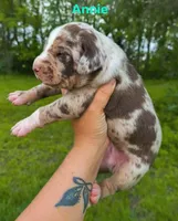 Annie, a female Catahoula Leopard Dog for sale in Meredosia, IL – Photo 3 of 3