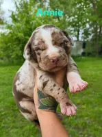 Annie, a female Catahoula Leopard Dog for sale in Meredosia, IL – Photo 2 of 3