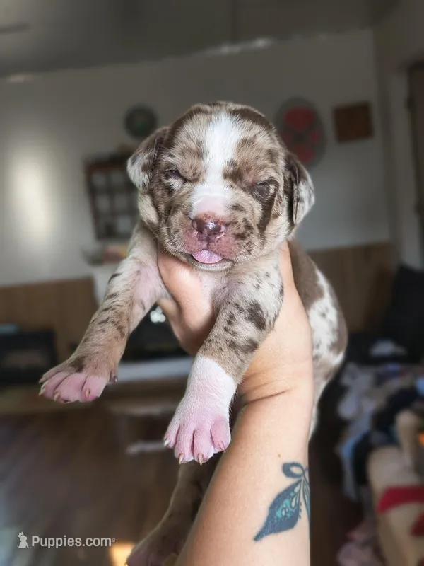 Annie – Catahoula Leopard Dog puppy for sale in Meredosia, IL
