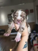 Annie, a female Catahoula Leopard Dog for sale in Meredosia, IL – Photo 1 of 3